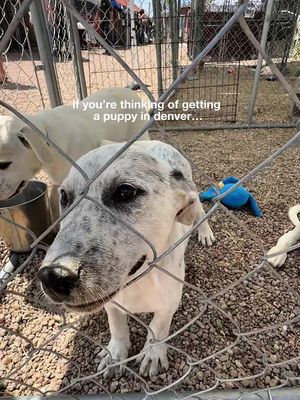 If you’re ready for a pup in your life, check out @Lifelinepuppyrescue! Lifeline rescues puppies + moms from neighboring states and brings them to Brighton, CO (35min north of denver) to be adopted 💗they have different breeds/mixes every week. Puppies are posted every thursday, with adoption events the immediately following saturday + sunday 11-3. We couldn’t believe the loooong line of people wanting to adopt puppies 🥹 this means get there EARLY if there’s one you really want to meet. #denver #colorado #rescuedogs #adoptdontshop 