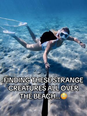 Throwback to when I discovered sea hares for the FIRST TIME… and DOZENS of them at once😅 At first, I didn’t even know what they were. A local told me they were harmless, so I decided to help one back into the ocean🥹 One week later, I came back just to save more, and have been coming back ever since🫶 A reminder that you don’t have to know everything right away. Being a lifelong learner and caring about wildlife is what matters most🩵🌊 #ocean #marinelife #seahare #wildliferescue #florida 