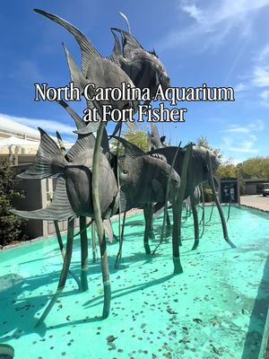 The North Carolina Aquarium at Fort Fisher is soon to undergo a $65 million dollar renovation - beginning soon, though Aquarium staff could not give me a specific date.  This place will always be special to me. It was a space I brought my kids when they were little to play when we lived in Wilmington.  There’s still time to stop by and see the aquarium, meet the bald eagle and the moray eel before they close for a multi- year renovation and expansion.