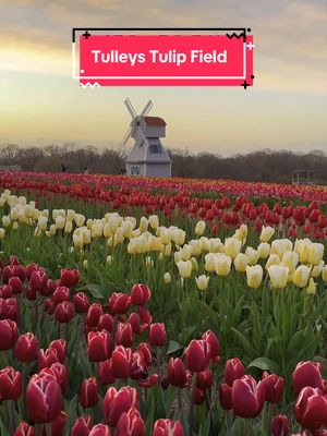 A spring day trip idea in the UK #uktravel #tulipfieldsintheuk #placestovisitintheuk #springintheuk #uktulipfield 