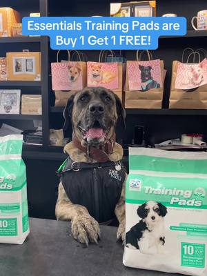 Puppy trainees, are you ready? Training pads help teach dogs where to go while protecting floors. Use the same spot every time and reward right after to build the habits and routine. For a limited time, Essentials Training Pads are Buy 1 Get 1 FREE until April 30! #ItemOfTheMonth #PuppyTraining #TrainingPads