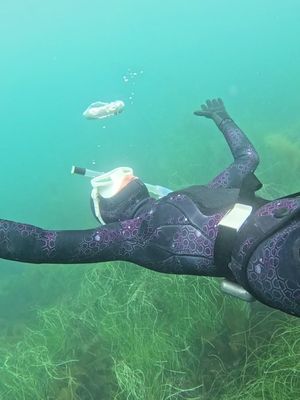 Worth it for these diving conditions in San Diego 
