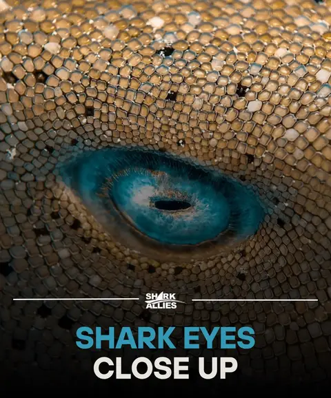 What sharks are these, drop your guesses in the comments 👉 - #sharks #sharkeyes #nature #beauty #eyes