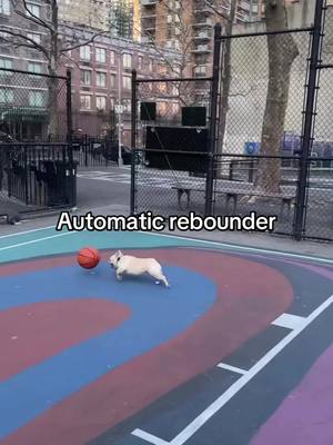 Give bro a max contract 😭 (via wigglesworth_3rd/IG) #basketball #dogsoftiktok #cute 