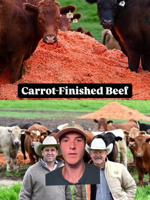 This new method for raising beef might just change the game. Santa Carota Beef keeps cattle on grass but finishes them in a puzzling way: on carrots?? They go through 1 Million Pounds per day yet remarkably their testing revealed none of that is metabolized into sugar as Cows are ruminant animals with multi-chambered stomachs.  The ranch scaled this up so fast because customers report a remarkable taste and flavor. And most importantly it’s a sustainable alternative to the standard grain-finishing that fattens cows up in feedlots. Another operation called Pontius Ranches does something similar with using Juice Pulp that normally would have gone to waste.  Why this is so important? Estimates show ~30% of the Global Food Supply goes to waste. In the US that is closer to 40%. The more centralized and industrial the supply, the more waste. By localizing the food system for regional communities, sustainability reduces waste. These ranches source their finishing materials from other farms in the area, making the whole thing operate as a synergistic ecosystem.  Find a local cattle rancher near you and uplift your community.  This is the way food was meant to be. 