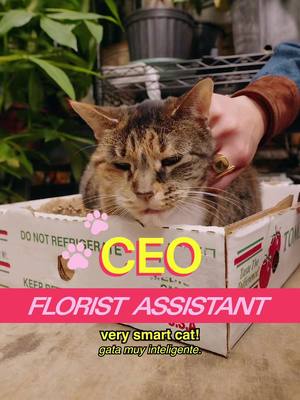 Meet CEO in Chinatown for an episode filled with the sweetest owners, some friends of our show, and yes, one big boss cat. Go get yourself some beautiful flowers or hey, maybe a gorg bouquet for your lover! Or cat! Make sure it’s not a poisonous one though. Show this girl boss car some LOVE. And hey, share our vids with your buddies! host @MICHELLADONNA  Featuring @Sydnee Washington @prance @Hallie   creative producer @Chicken 🐓  dp Joao Sanchez editor sean fitzmaurice  ae Ryan Novak  pa Vivienne Shriver #manhattan #flowershop #comedias 