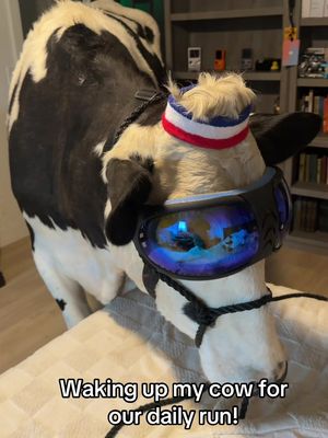 Trying to run with Buttons! #cow #brucethecow #farm #animals 