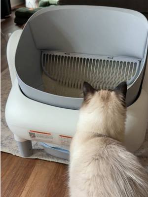 Finally an affordable litter box for my cat #litterbox #automaticlitterbox #selfcleaninglitterbox #catlover #fumoi 