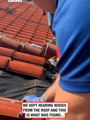 There were so many 😲 (🎥: ViralHog) - #wtf #scary #fails #house #rescue