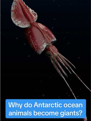 Why do antarctic ocean animals become giants? Something weird is happening deep in the freezing water at our poles. Animals consistently grow to ENORMOUS sizes. Spiders the size of dinner plates and squid larger than a school bus. “Detecting multiple leviathan class organisms in this area…” WHY? Subscribe to learn more! Footage source: Becky Kagan Schott (:23-:26) #ocean #Science #antarctica