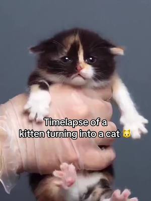 I loved every second of this…. Literally! 🥹❤️ 🎥: Nils Jacob / X #kitten #cat #animals #timelaspe 