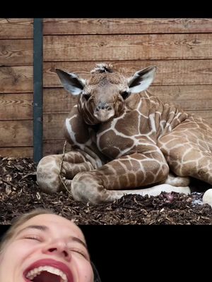 Fried.  Photos by @Fronsholt on IG  #funnyanimals #animalvideos #giraffe #babyanimals #laughter 
