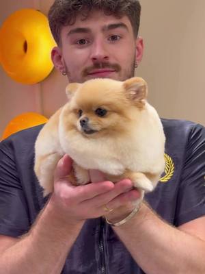 How many poms is too many? . #dogs #doggrooming 