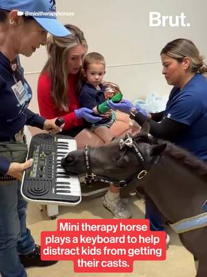 Black Pearl, a mini therapy horse, plays a keyboard to help distract children during cast procedures, which can be painful and stressful. The animal was seen entertaining a young patient named Tommy, helping him stay calm throughout the process. #animals #horses #minitherapyhorses @minitherapyhorses