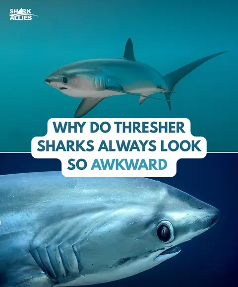 Like seriously why do they pull that face in every single photo - #threshershark #akward #funny #nature #ocean