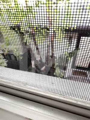 ‼️ Chaos as singer D4vd is taken into custody for the murder of Celeste Rivas with police shouting orders while a K9 unit closes in.