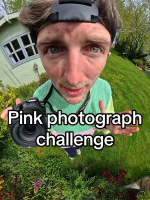 Pink photograph challenge. Can I take a photo of five pink plants in my garden? 