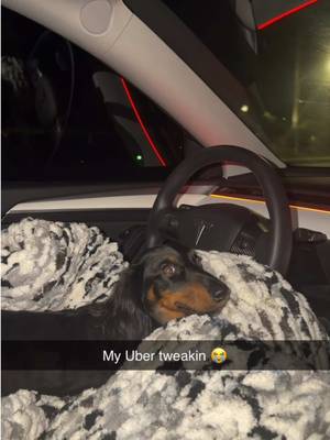 is my uber broken 😭 #uber #hounddog #dog #fyp 