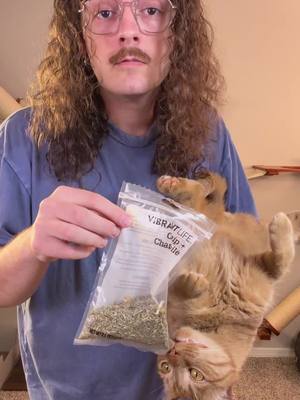 come get some holiday meowchies with me and nanaki! @Delectables is having a 420 sale on Amazon from 4/19-4/21, stock up while you can! Don’t forget to check out before you green out, link in bio #delectablespartner #catsoftiktok #orangecatbehavior #420 #munchies 