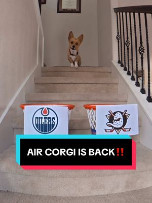 THE PICKS ARE IN‼️ (🎥: @STEPH FURRY | Fluffy Mamba) #StanleyCup #NHL #hockey #sports 