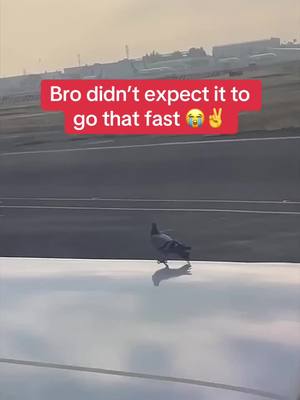 Aura farming pigeon gone wrong  (Via al_niod3/X) #nature #funny #birds #plane #fly