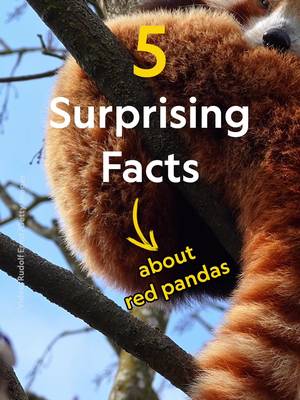 Red pandas are super cute, super stinky, and also not really pandas—having more in common with raccoons and weasels. Discover five facts about these adorable tree-top dwellers.