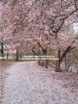 today at christian herter park in boston 🌸 life is a dream! #bucketlistboston #bostonma #thingstodoboston #boston #springtok 