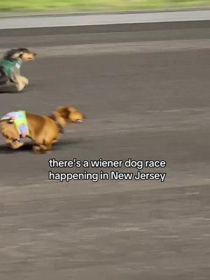 NJ WIENER DOG DERBY 🐶🌭 Meadowlands Racing + Entertainment is back with its 8th Annual Wiener Dog Derby on Saturday, June 6th. 🐾 Admission + parking area FREE. Registration is now closed but you can still be placed on the Derby waitlist!! more details at TheBergenCountyGirl.com  #bergencountygirl #bergencounty #jersey #nj #meadowlandsnj  