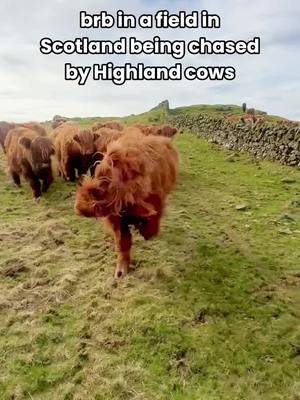 Don't mind us, we're just living the dream in Scotland 🤭😉 Want to experience the thrill of meeting our beloved Highland cows in person? There are plenty of farm experiences available all across the country - just like this safari trailer tour offered by Kitchen Coos & Ewes in the southwest of Scotland! 🫶 📍 Kitchen Coos & Ewes, Dumfries & Galloway #Scotland #VisitScotland #ScotlandTravel Things to do in Scotland Highland cow experiences