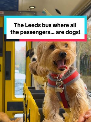 All aboard the Leeds BARK and ride! 🚌🐶 This is Billy’s Bus - the UK’s first ‘dog bus’ 😍 It’s like doggy daycare… in style! 😎  Founder Laura named the vehicle after her own pup Billy, who inspired her to leave her job, renovate an old school bus and give him a brilliant day out! No crates are allowed… these pooches are living the high life - driven from their front door to the ‘Bark Park’ - a place for all the puppers to stretch their legs and socialise with the other dogs on board! When driving around Guiseley and Yeadon doing pick-ups and drop-offs, local folk even wave at Billy and his pals! And what’s the soundtrack to their travels? Queen’s Greatest Hits 🎶 and a bit of Smooth FM for the tired journey home! Laura hopes to expand @Billy’s Bus across the country, recently partnering with social enterprise Bridge Creative in the North East, to support adults with learning difficulties to build skills and confidence while working on board 👏 #leeds #dogs #puppies #dogdaycare #doggo 