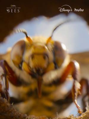 When the desert blooms, the female Dawson's bee emerges from her seclusion into a chaotic mating frenzy. #SecretsOfTheBees #EarthDay