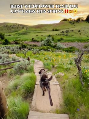 Might be my favorite trail ever! Truly one that will ruin all others for you & can’t be missed! ‼️🤯🌼 . 🗳️Save for your next trip to explore & enjoy Boise  . 🔄 Send to a friend, family member, your favorite trail exploring pal who would love to get outside & explore these beautiful trails!  . 👋🏻 Hi, I’m McKenzie — if you like bucket-list itineraries, hidden gems, unique stays & adventure getaways you are in the right place! 💕✅Follow @mckenzieinmotion for more! . 🌼 Red-winged Blackbird might be my all time favorite with the dreamy wooden steps taking you up into the lush green grass and wildflowers.  The steps are a connector between 2 trails, you will leave Red-winged Blackbird and then start walking on Chickadee Ridge  . 🥾A very short 0.4 mile trail with only 100 elevation gain or loss depending on which way you take the trail. This short pedestrian-only hiking trail that is a connector trail to others in the area. Crossing Hulls Creek that connects Camelsback Park to Chickadee Ridge.  . 📍Located right behind Camels Back Park but feels very remote and offers incredible views once on it.  . 🌳 Plenty of shade to and from this trail and short making it easy to quickly check this lovely hike off.  . 🐶 It is an ON LEASH trail until you turn to head up these gorgeous steps that take you to Chick-a-dee Ridge. Then it is off leash with a well-behaved pup who stays within 30 ft of you.  . 💦Always pack enough water for yourself & your dog. This is not a shaded trail so it can get rather warm in the middle of the day.  . 🐾 Bring your own poop 💩 bags to clean up after your dog and have a bag to carry it bc trash cans 🚮 are sparse in this area of the trail.  . ⚠️ Leave No Trace  - stay on the trail, don’t wander offer or make your own trail through the flowers or grass.  - Don’t pick the flowers. Only take photos and leave them for others to enjoy.  - Pack out what you pack in. Never leaving trash behind or carving in rocks or trees.  . 🌿This is such a beautiful time to get outside and enjoy all that Boise has to offer! Let’s come together and make sure we keep it that way!  . Are you heading to the trails this weekend⁉️