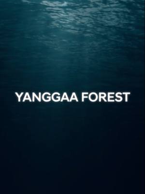Today is Earth Day, and a set of coordinates beneath the sea off Australia has become something more: YANGGAA FOREST. Through Forests Without Names, you helped give this forest an identity by naming it and placing it on the map in support of its protection. A name creates attachment, and a place on the map creates accountability, bringing sea forests into clearer view and giving them a better chance to be recognized and understood.   This is only the beginning of the journey.  #Hyundai #ForestsWithoutNames #OceanConservation #EarthMonth