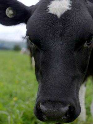 Less scrolling. More grazing.  Make sure to follow along on Instagram 👀🐄