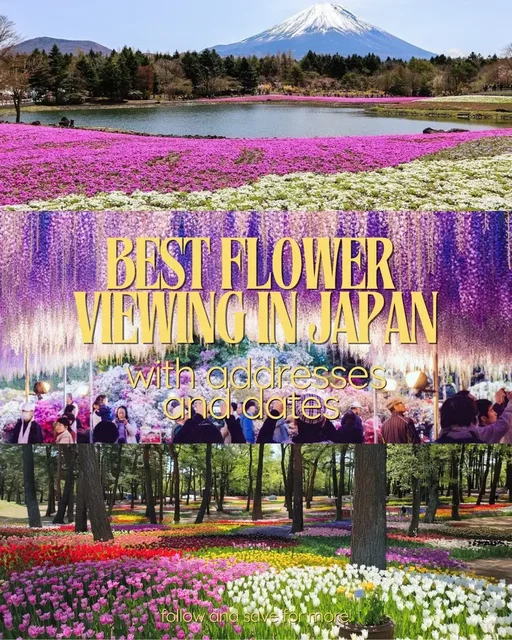 Japan isn’t just cherry blossoms 😼 these are some of the most unreal flower spots you probably didn’t know about #japantravel #japantrip #visitjapan #japantraveltips #explorejapan 