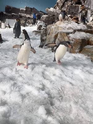 No thoughts. Just waddles. 🐧😂 #penguins #seaworldsanantonio #penguintok
