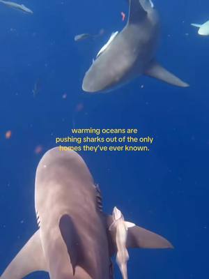 Your reminder that climate change affects everything, even shark migration patterns. #sharks #homesick #sad #ocean #nature