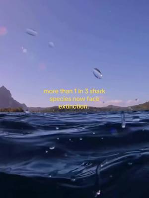 The global abundance of oceanic sharks and rays have declined by over 70% in the last 50 years.  Sharks are curciual parts of the oceans eco system, and need our help. For more on how you can help, check out the links in our bio. #sharks #ocean #nature #conservation #wildlife  