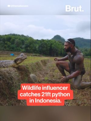 Wildlife influencer Mike Holston (@therealtarzann) has often gone viral for his shocking content, which shows him interacting with wild animals as he educates audiences on wildlife conservation. While he has previously received some backlash for his interactions with animals, specifically surrounding videos of him wrangling crocodiles in Australia, Holston stated that he caught this python in hopes of rescuing the snake and keeping it alive. Sulawesi reticulated pythons are commonly found in Indonesian farmlands, and are often hunted by villagers for their meat and skin, as well as survival. These snakes can swallow prey up to five times the width of their body, and use deadly tactics to asphyxiate animals, occasionally including humans. #Python #Indonesia #Wildlife #Animals #Snake