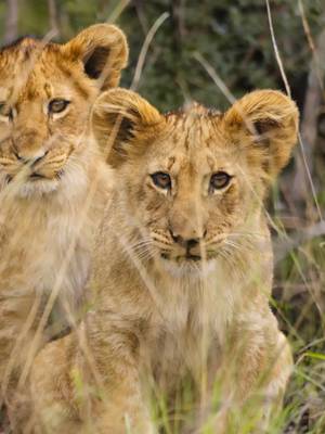 It's a tough life for Nuru 💛 🎥: #GrowingUpAnimal