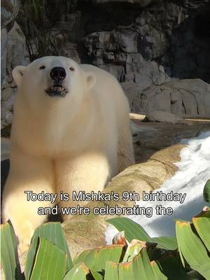 It’s a bear-y special day! Happy 9th Birthday Mishka!🐻‍❄️💙 While our main Polar Bear Shores exhibit is currently closed, you can still visit Mishka, Hudson & Nelson at the junior exhibit! Come down and be part of the birthday magic 🎉