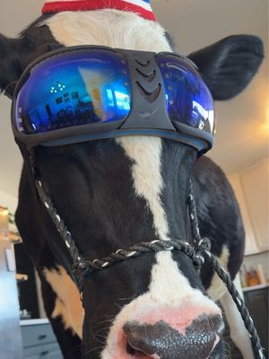 I thought AI agents are only for spreadsheets, until I built a track cardio with Accio Work to manage Bruce’s daily health and movement data. Keeping Bruce moo-ving with @Accio_official #cow #brucethecow #MyAccioWorks #accio #agenticbusiness