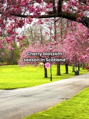 POV: You visit Scotland during cherry blossom season 😍🌸 This is your sign to add a Scottish springtime adventure to your list! 🙌 📍 Pittencrieff Park, Dunfermline 📍 Dollar, Clackmannanshire #Scotland #VisitScotland #ScotlandExplore Things to in Scotland Spring in Scotland