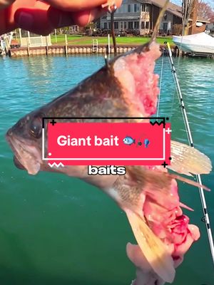 I Fished with GIANT Bait 🐟🎣 #fishing 