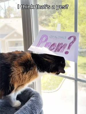 do you think she’ll win prom queen? #prom #promszn #promposal #catparents 
