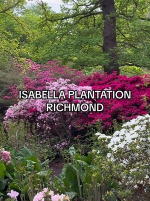 This is so incredible 🥹 #isabellaplantation #richmondpark #hiddengemslondon #explorelondon #Summer 