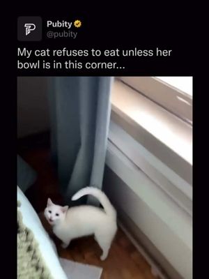 🐱 Cats often pick a single eating spot because it triggers something called “geofence comfort.” They map safe corners by scent, vibration, and sightlines, so once a bowl gets associated with a specific patch of floor, the rest of the room reads as exposed. Move the bowl six feet and her brain says “exposed flank, do not eat.” It’s the same instinct that makes outdoor cats refuse food on open ground. So she’s not being weird, she’s running a 4 million year old feline security protocol. #RoadTo19M #Pubity   (@brooke_denman via Collab) 