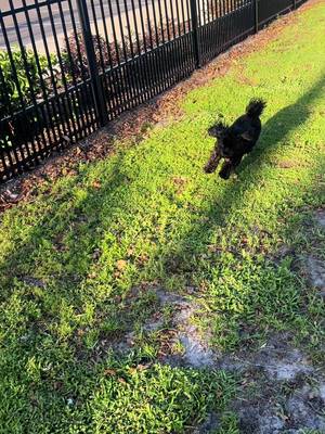 #fyp #florida #goodtimes #dogsoftiktok 