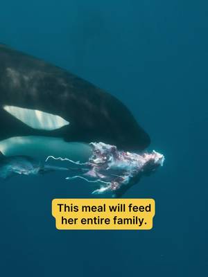 Top of the food chain alert 🌊 Step into the world of orcas, one of the few predators capable of taking down great white sharks. 🎥: #NatGeoQueens #StepIntoWonder #EarthDay 