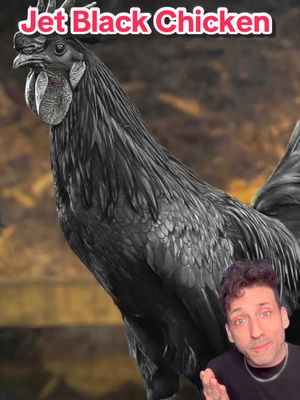 The most expensive Chicken on Earth 👀